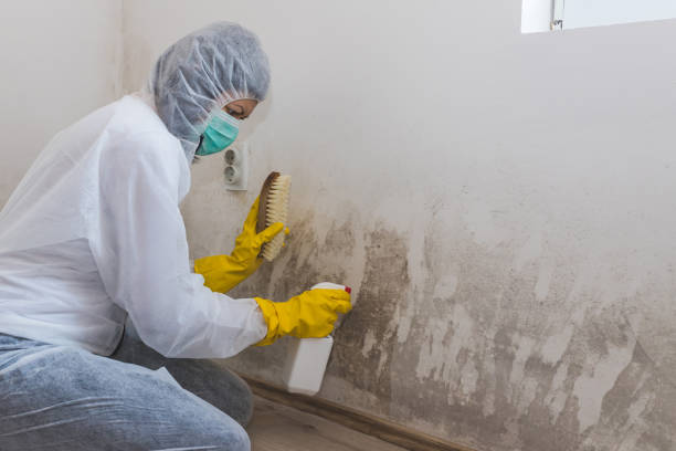 Best Mold Remediation for Healthcare Facilities  in Whitley City, KY